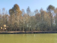 -上海海湾国家森林公园