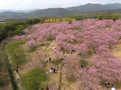 -天适樱花悠乐园