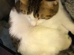 -房东的猫宠物生活馆