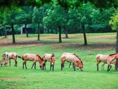 -杭州野生动物世界