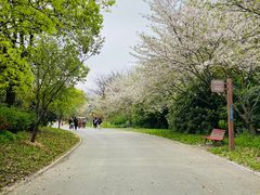 -上海滨江森林公园