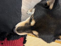 -柴迷FANS CLUB·柴犬狗咖·猫咖