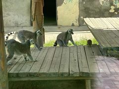 -青藏高原野生动物园