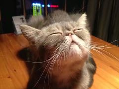 -喵园·猫主题咖啡厅·撸猫·猫咖(国贸店)