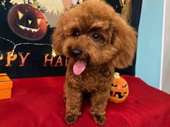 -1013 PET SHOP精品宠物商店(丁香店)
