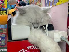-汪说·狗咖(旺城大厦店)