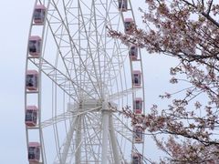 -顾村公园
