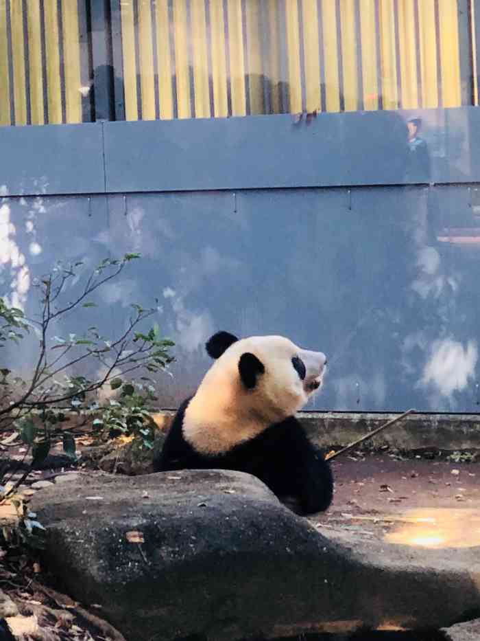 上野动物园-"上野动物园,很多游人打卡的地点,东京附近.