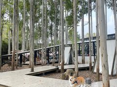-桉树林A coffee 森林餐厅(三圣乡店)