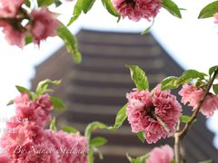 -玲珑塔公园