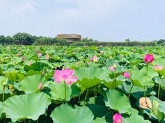 -荷塘月色湿地公园·向阳花洲