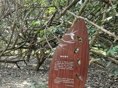 -华侨城湿地公园
