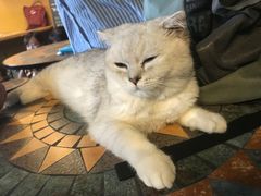 -猫猫幼稚园·撸猫·桌游·电玩