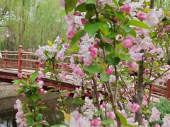 -海棠花溪(元大都城垣遗址公园)
