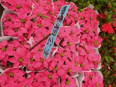 -桂林市花鸟市场