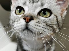 -东方名猫馆·英短金渐层布偶猫舍(环线广场1号楼店)