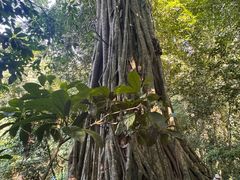 -中国科学院西双版纳热带植物园