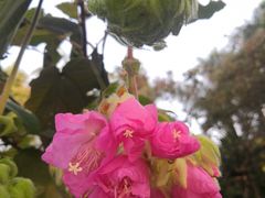 -深圳国际园林花卉博览园