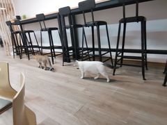 -柴迷FANS CLUB·柴犬狗咖·猫咖