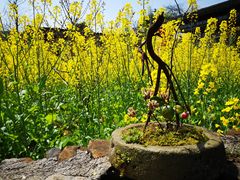 -桑洲油菜花景区