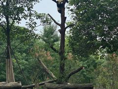 -都江堰中华大熊猫苑