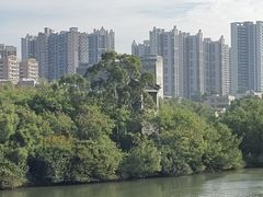 -大亚湾红树林城市湿地公园