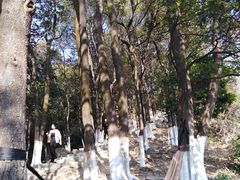 -火炉山森林公园