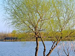 -东郊湿地公园