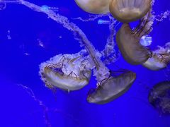 -青岛海底世界-水族馆