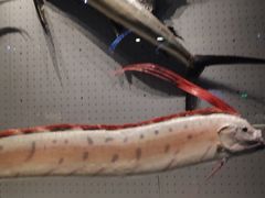 -贝林大翅鲸简餐厅(国家海洋博物馆店)