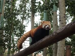 -北京野生动物园