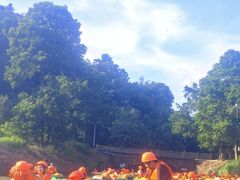 -清泉湾生态旅游度假区