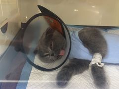 -美联众合动物医院(·中兽医·疑难杂症·严家桥分院)