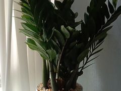 -修申骨雕小颜脊柱骨盆管理产后修复