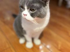 -猫小院猫主题餐厅(南锣旗舰店)