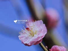 -香雪海