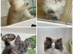 -青奢宠物·青奢猫舍