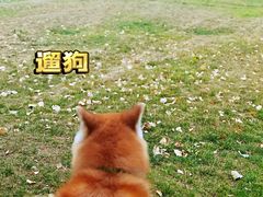-灞河西岸滨河公园