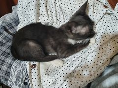 -楼上猫咖(罗湖店)