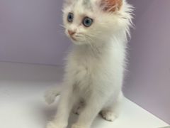 -北京观赏动物医院·24小时大型综合·猫专科·异宠专科