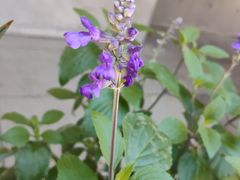 -蔡元培故居