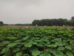 -东郊湿地公园