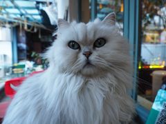 -喵屿·大理花园猫咖