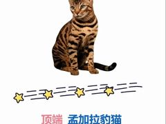 -唐小姐の私宠·宠物洗护美容·撸猫馆·购宠(周浦万达旗舰店)