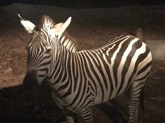 -清迈夜间动物园
