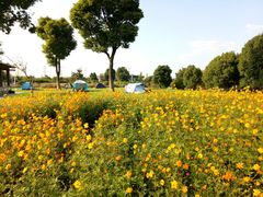 -九里河湿地公园