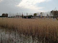 -鹦鹉洲湿地公园
