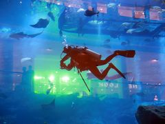 -迪拜水族馆及水下动物园