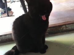 -喵屿·大理花园猫咖