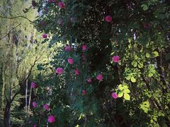 -西安市长乐公园